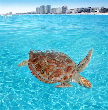 simsearch:400-07430406,k - Green sea Turtle Caribbean sea surface Cancun Mexico Chelonia mydas Foto de stock - Super Valor sin royalties y Suscripción, Código: 400-04336992