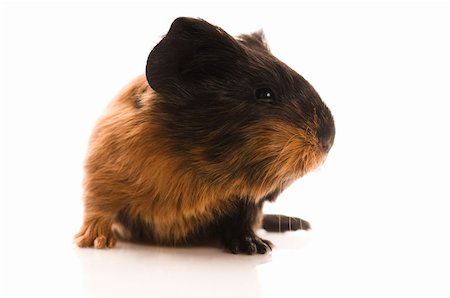 baby guinea pig Stock Photo - Budget Royalty-Free & Subscription, Code: 400-04337413