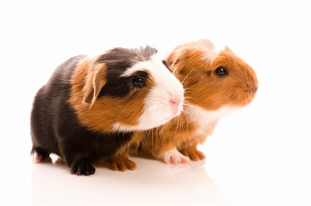 simsearch:400-05321831,k - baby guinea pigs Stock Photo - Budget Royalty-Free & Subscription, Code: 400-04337420