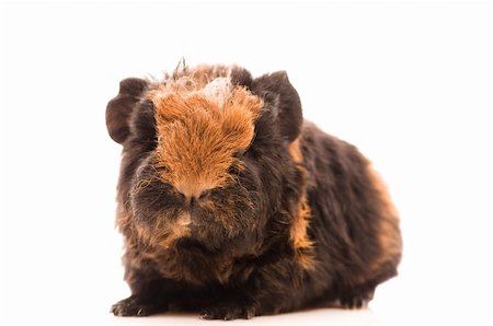 baby guinea pig Stock Photo - Budget Royalty-Free & Subscription, Code: 400-04337422