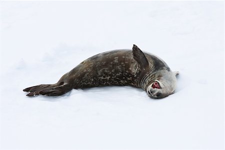 simsearch:400-04299241,k - Seal rests on the snowy slopes of the Antarctic Stock Photo - Budget Royalty-Free & Subscription, Code: 400-04337459