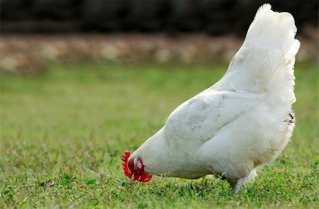 simsearch:400-04974830,k - Image shows a white hen searching for food on an open country field Foto de stock - Royalty-Free Super Valor e Assinatura, Número: 400-04337452