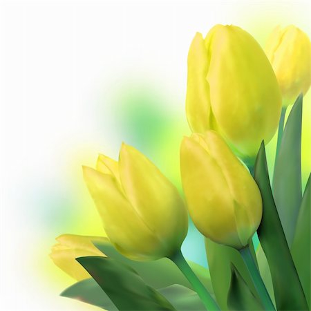 simsearch:400-04340566,k - Bouquet of beautiful yellow tulips. EPS 8 vector file included Photographie de stock - Aubaine LD & Abonnement, Code: 400-04338360