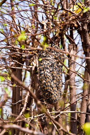 beehives in the forest Foto de stock - Super Valor sin royalties y Suscripción, Código: 400-04338978