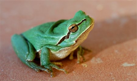 poisonous frog - Little green frog Photographie de stock - Aubaine LD & Abonnement, Code: 400-04339266