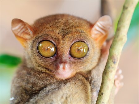 Funny Philippine tarsier (Tarsius syrichta). Bohol. Philippines Stockbilder - Microstock & Abonnement, Bildnummer: 400-04339287