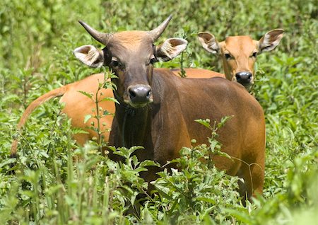 simsearch:400-08495148,k - Green meadow with cows Stock Photo - Budget Royalty-Free & Subscription, Code: 400-04339354
