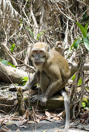 simsearch:400-07123497,k - a monkey on the monkey forest park Foto de stock - Royalty-Free Super Valor e Assinatura, Número: 400-04339370