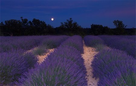 flowers in moonlight - Lavender field in Provence, France, photographed under the moonlight in a warm summer evening Photographie de stock - Aubaine LD & Abonnement, Code: 400-04339767