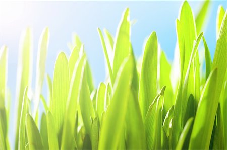 simsearch:400-05883361,k - fresh green spring grass illuminated by sun beams Photographie de stock - Aubaine LD & Abonnement, Code: 400-04339905