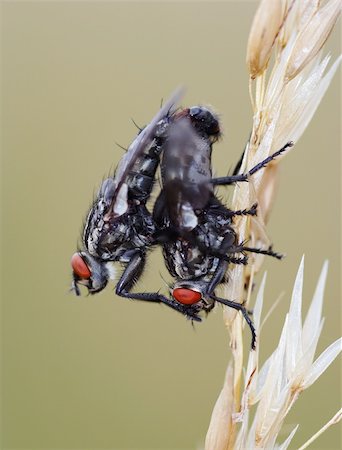 Detail (close-up) of the flies Foto de stock - Super Valor sin royalties y Suscripción, Código: 400-04339909