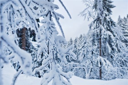 simsearch:879-09021197,k - winter forest in Harz mountains, Germany at sunset Photographie de stock - Aubaine LD & Abonnement, Code: 400-04330091