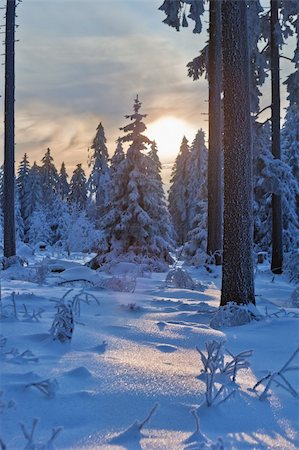 simsearch:400-05205836,k - winter forest in Harz mountains, Germany at sunset Stock Photo - Budget Royalty-Free & Subscription, Code: 400-04330092