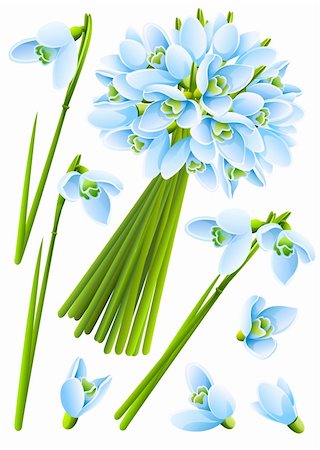 spring snowdrop flowers vector illustration isolated on white background Stock Photo - Budget Royalty-Free & Subscription, Code: 400-04330234