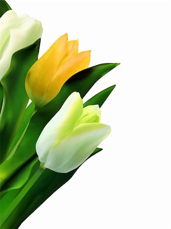 simsearch:400-04406240,k - Bunch of beautiful spring flowers - yellow tulips against white background. EPS 8 vector file included Stock Photo - Budget Royalty-Free & Subscription, Code: 400-04330282