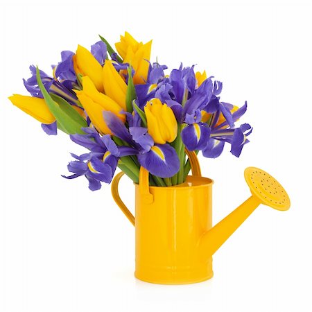 simsearch:400-06356460,k - Yellow tulip and purple iris flower arrangement in a watering can isolated over white background. Foto de stock - Super Valor sin royalties y Suscripción, Código: 400-04330331