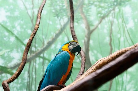 Colourful parrot bird sitting on the perch Foto de stock - Super Valor sin royalties y Suscripción, Código: 400-04330366
