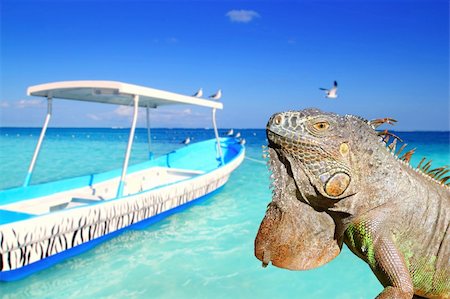 simsearch:841-03060687,k - Mexican iguana in Caribbean tropical beach boat summer vacations Foto de stock - Super Valor sin royalties y Suscripción, Código: 400-04330473
