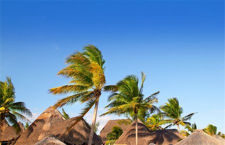 simsearch:400-05310231,k - Mayan riviera tropical sunroof palapa hut coconut palm trees blue sky Fotografie stock - Microstock e Abbonamento, Codice: 400-04330496