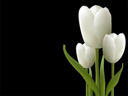 Vector picture with white tulips on black background Foto de stock - Royalty-Free Super Valor e Assinatura, Número: 400-04330515