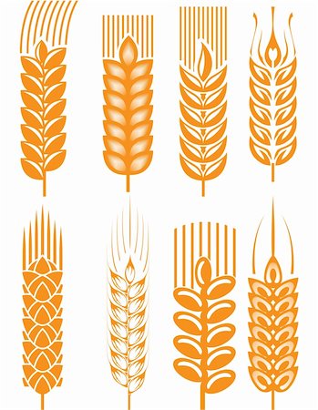 rye (grain) - Set of wheat ears in different styles Photographie de stock - Aubaine LD & Abonnement, Code: 400-04330569
