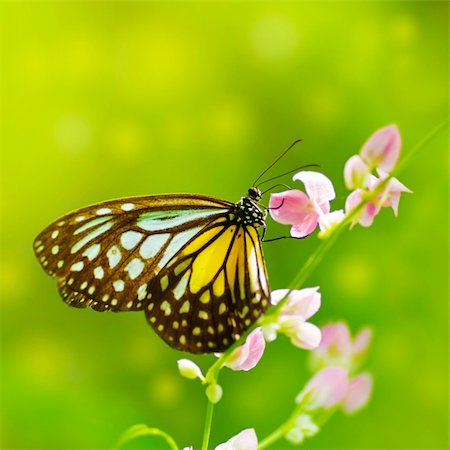 simsearch:700-06471346,k - Parantica aspasia (Yellow Glassy Tiger) feeding on flower Stock Photo - Budget Royalty-Free & Subscription, Code: 400-04330574