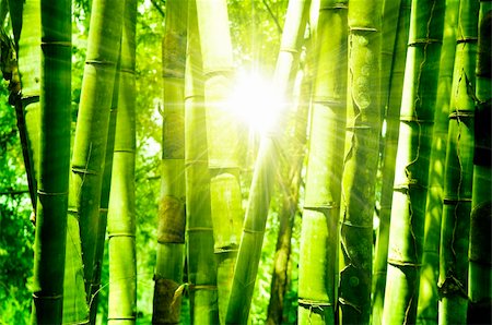 Asian Bamboo forest with morning sunlight. Photographie de stock - Aubaine LD & Abonnement, Code: 400-04330575