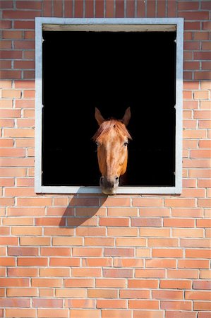 horse looking outside window the brick stable Stockbilder - Microstock & Abonnement, Bildnummer: 400-04330679