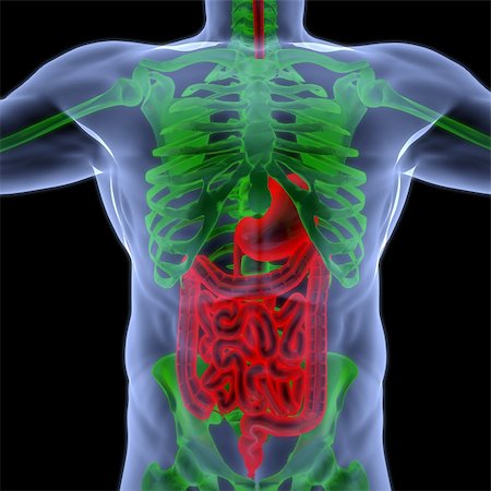 the human body by X-rays. intestine highlighted in red. Foto de stock - Super Valor sin royalties y Suscripción, Código: 400-04331049