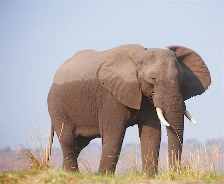 simsearch:400-04974272,k - Large African elephant (Loxodonta Africana) eating in savanna in Botswana Fotografie stock - Microstock e Abbonamento, Codice: 400-04331193