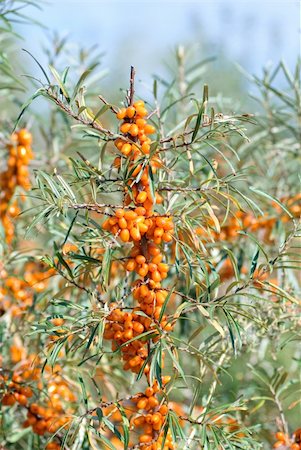 Close up of the branch of sea-buckthorn with berries. Stock Photo - Budget Royalty-Free & Subscription, Code: 400-04331248