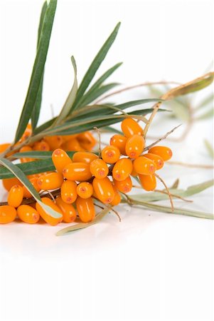 Cluster mature orange sea-buckthorn berries with leaves on a white Stock Photo - Budget Royalty-Free & Subscription, Code: 400-04331252