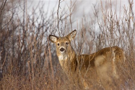 simsearch:400-07124586,k - Whitetail Deer in Winter Saskatchewan Canada Cold freezing Photographie de stock - Aubaine LD & Abonnement, Code: 400-04331423