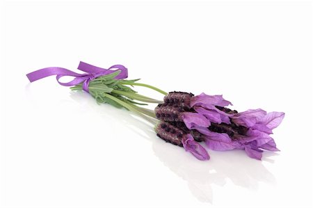 Lavender herb flower posy isolated over white background. Foto de stock - Super Valor sin royalties y Suscripción, Código: 400-04331468