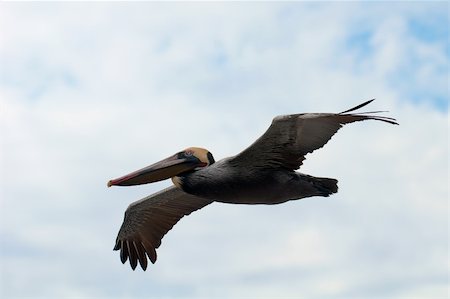simsearch:400-05677181,k - Close up image of flying pelican. Photographie de stock - Aubaine LD & Abonnement, Code: 400-04331500