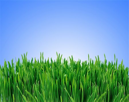 dew drops on green stem - green grass on blue background Stock Photo - Budget Royalty-Free & Subscription, Code: 400-04331515