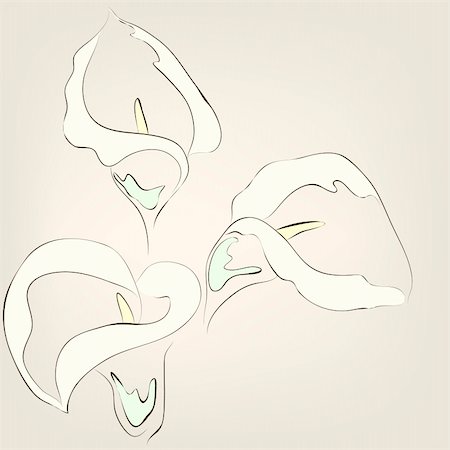 florist background - Calla lilies. Vector greeting card. Stock Photo - Budget Royalty-Free & Subscription, Code: 400-04331651