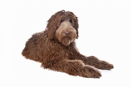 Labradoodle in front of a white background Stock Photo - Budget Royalty-Free & Subscription, Code: 400-04331699