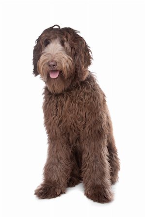 Labradoodle in front of a white background Stock Photo - Budget Royalty-Free & Subscription, Code: 400-04331700