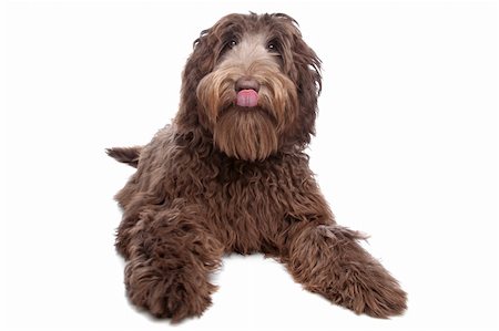 Labradoodle in front of a white background Stock Photo - Budget Royalty-Free & Subscription, Code: 400-04331701