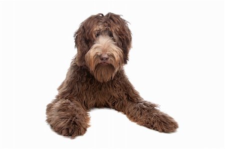 Labradoodle in front of a white background Stock Photo - Budget Royalty-Free & Subscription, Code: 400-04331702