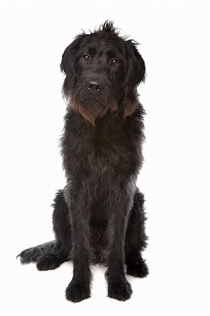 Labradoodle in front of a white background Stock Photo - Budget Royalty-Free & Subscription, Code: 400-04331738