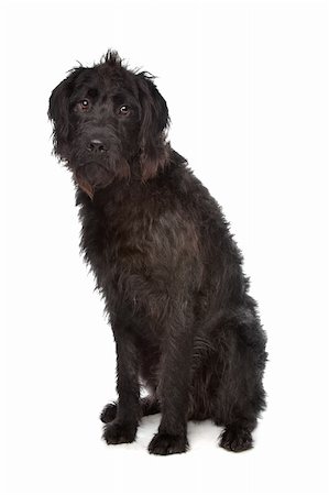 Labradoodle in front of a white background Stock Photo - Budget Royalty-Free & Subscription, Code: 400-04331739