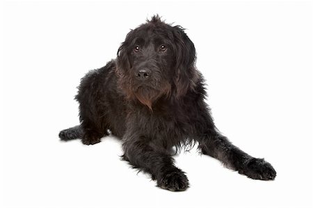 Labradoodle in front of a white background Stock Photo - Budget Royalty-Free & Subscription, Code: 400-04331740