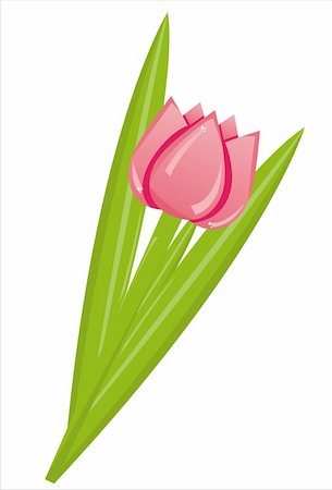 simsearch:400-04331987,k - pink tulip isolated on white Foto de stock - Super Valor sin royalties y Suscripción, Código: 400-04331987