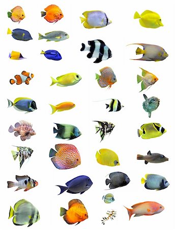 falterfisch - group of fishes on a white background Photographie de stock - Aubaine LD & Abonnement, Code: 400-04332162