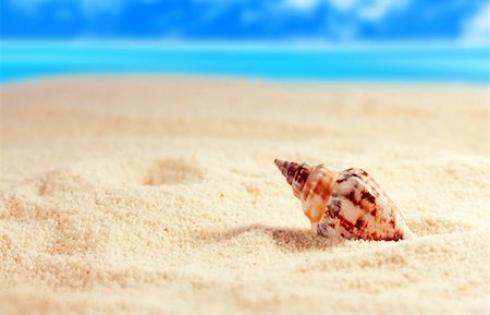 summer beach sea backgrounds - Seashell on the sandy beach Stock Photo - Budget Royalty-Free & Subscription, Code: 400-04332495