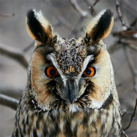 Screech-owl portrait. Closeup shot in nature scenics. Foto de stock - Super Valor sin royalties y Suscripción, Código: 400-04332730