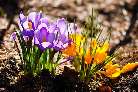 simsearch:400-05125270,k - Crocus flowers in the soil with leaves Stock Photo - Budget Royalty-Free & Subscription, Code: 400-04333024