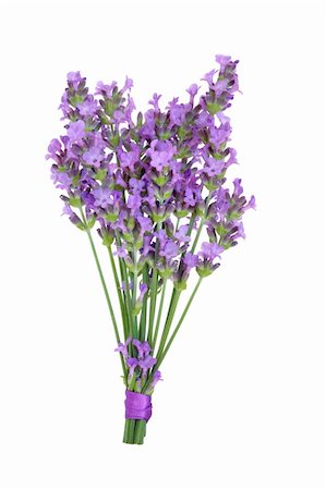 Lavender herb flower posy isolated over white background. Lavandula Stock Photo - Budget Royalty-Free & Subscription, Code: 400-04333303